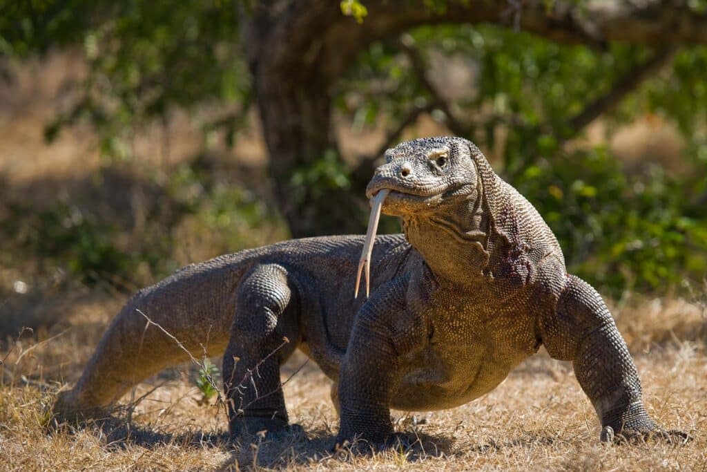 komodo 1024x683